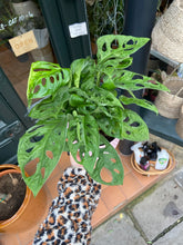 Load image into Gallery viewer, Monstera adansonii / Swiss Cheese Vine / Monkey Mask - 12cm Pot
