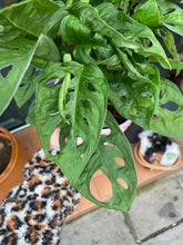 Load image into Gallery viewer, Monstera adansonii / Swiss Cheese Vine / Monkey Mask - 12cm Pot
