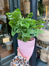 Load image into Gallery viewer, Monstera adansonii / Swiss Cheese Vine / Monkey Mask - 12cm Pot
