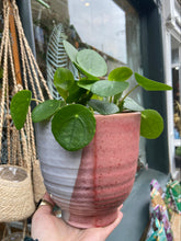 Load image into Gallery viewer, Pilea peperomioides / Chinese Money Plant
