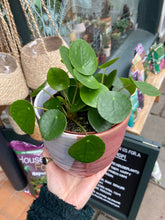 Load image into Gallery viewer, Pilea peperomioides / Chinese Money Plant

