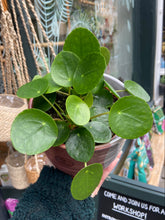 Load image into Gallery viewer, Pilea peperomioides / Chinese Money Plant
