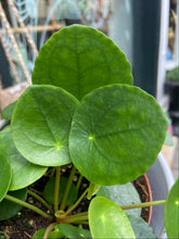 Load image into Gallery viewer, Pilea peperomioides / Chinese Money Plant
