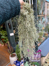 Load image into Gallery viewer, Tillandsia Usneoides / Spanish Moss
