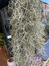 Load image into Gallery viewer, Tillandsia Usneoides / Spanish Moss
