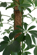 Load image into Gallery viewer, Coir Moss Poles - *Local Delivery or Local Pick Up Only*

