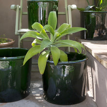 Load image into Gallery viewer, Modena Green Glazed Plant Pots - *Local Delivery or Local Pick Up Only*
