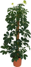 Load image into Gallery viewer, Coir Moss Poles - *Local Delivery or Local Pick Up Only*

